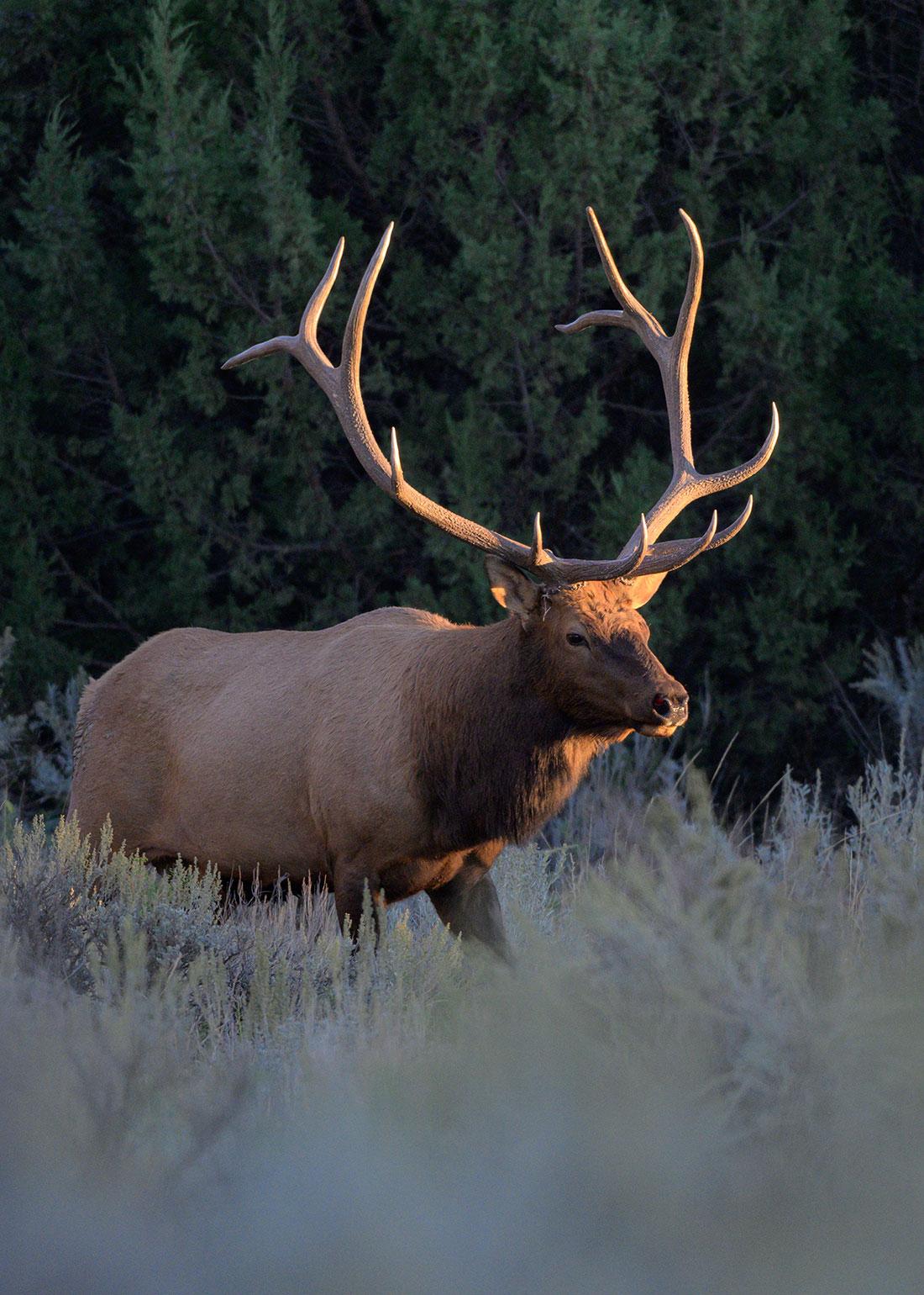 Bull elk in natural habitat