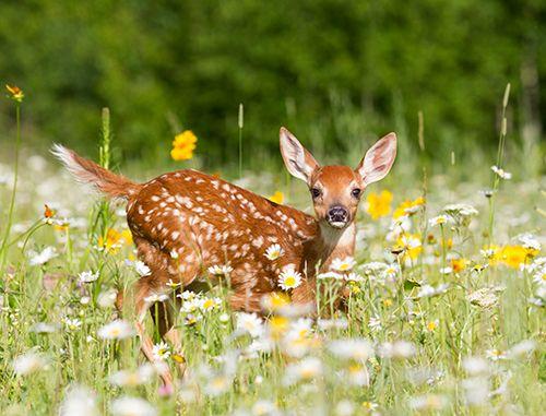 Wildlife near the Smoky Mountains