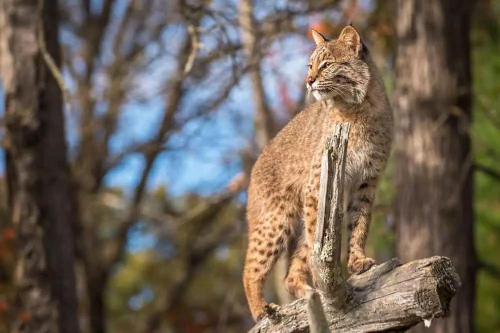 Smoky Mountains wildlife surroundings