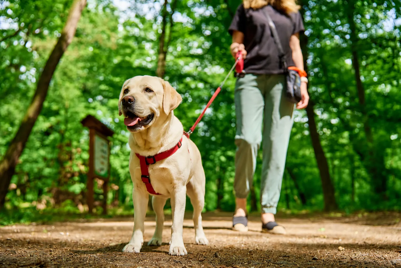 Dog walking on leash with its owner through a wooded trail