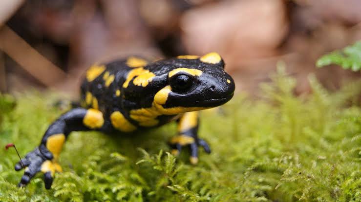 Spotted salamander on moss