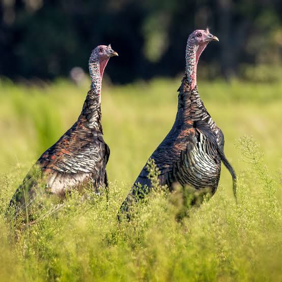 Wild turkeys standing in a grassy field